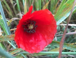 red petaled flower thumbnail