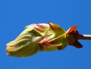 green and red flower buds thumbnail