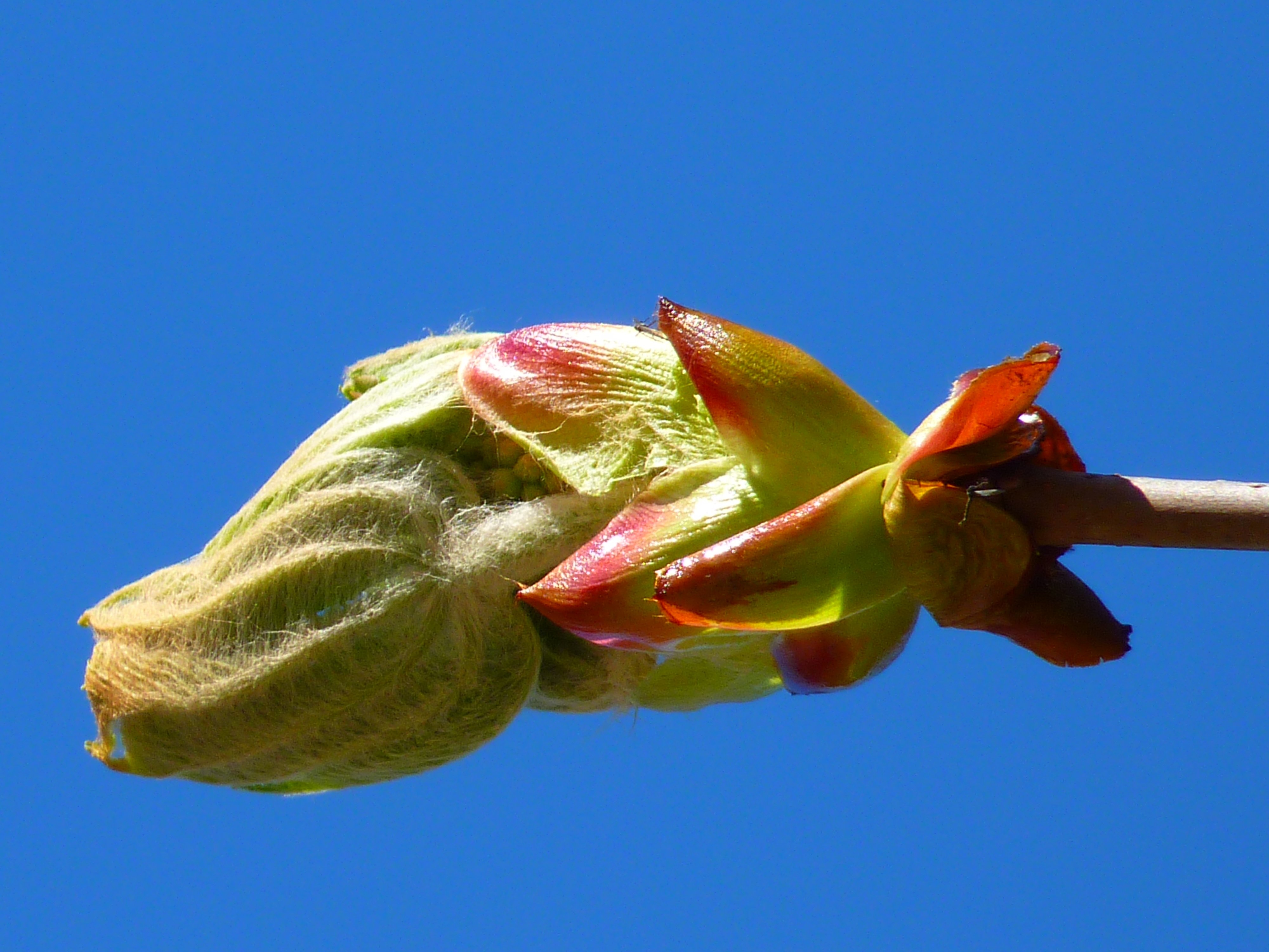 green and red flower buds