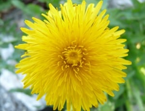 Dandelion, Flower, Blossom, Bloom, Plant, flower, yellow thumbnail