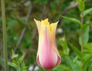 pink yellow and white flower thumbnail