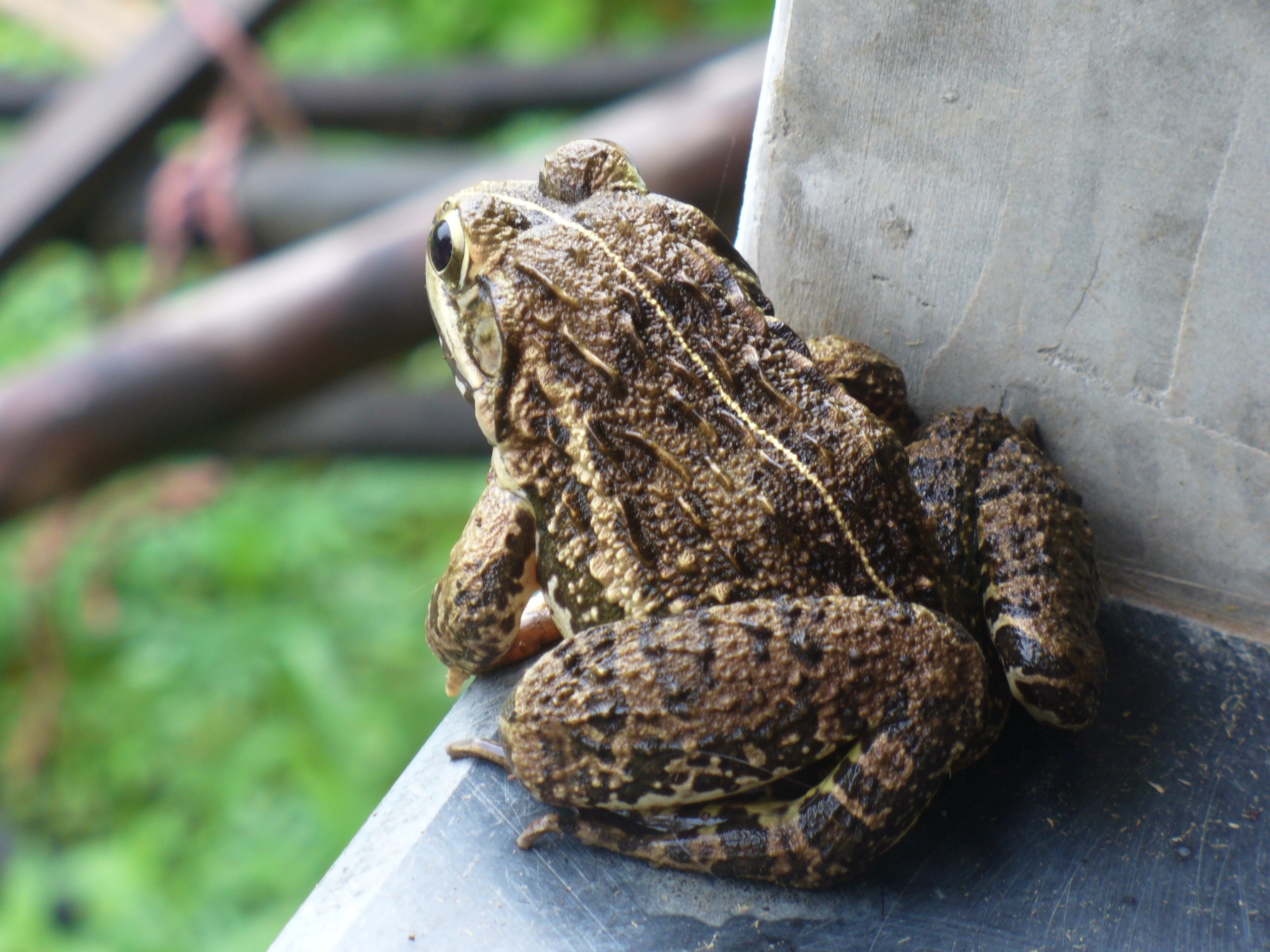 brownfrog