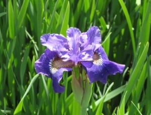 purple iris flower thumbnail