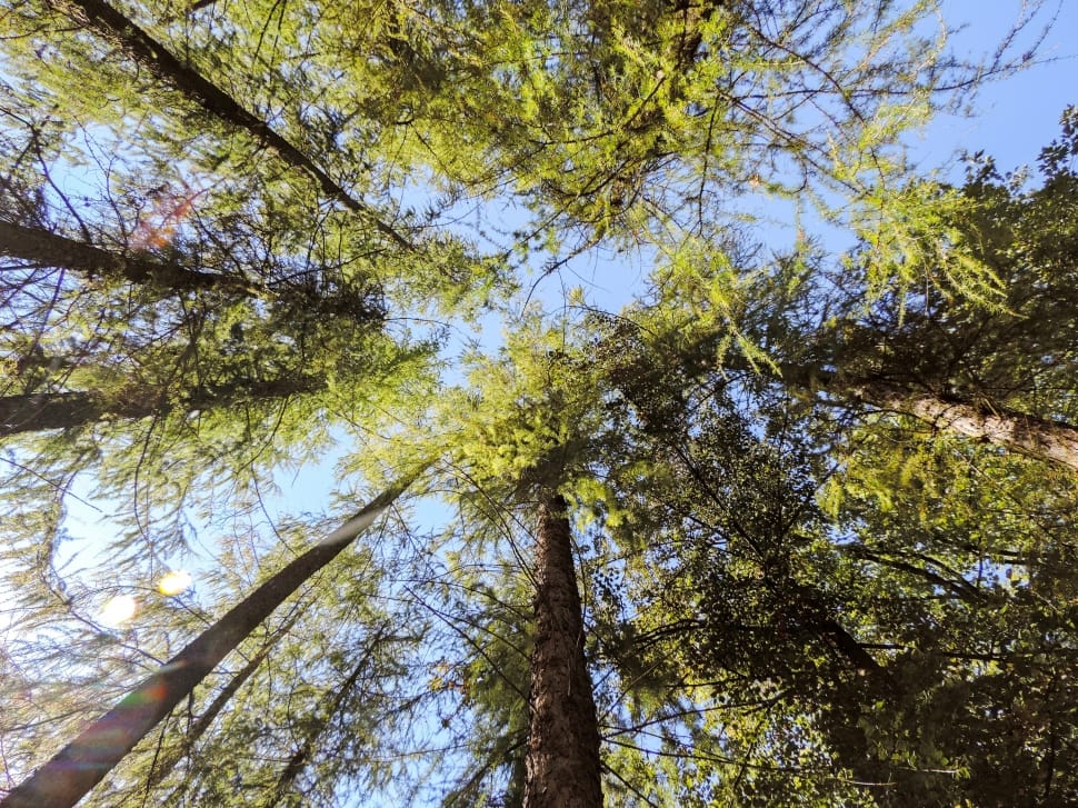 green leafed tree preview