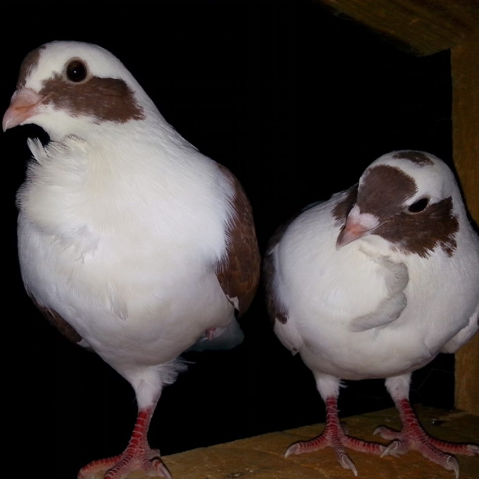 2 brown-and-white pigeons standing on cardboard box preview
