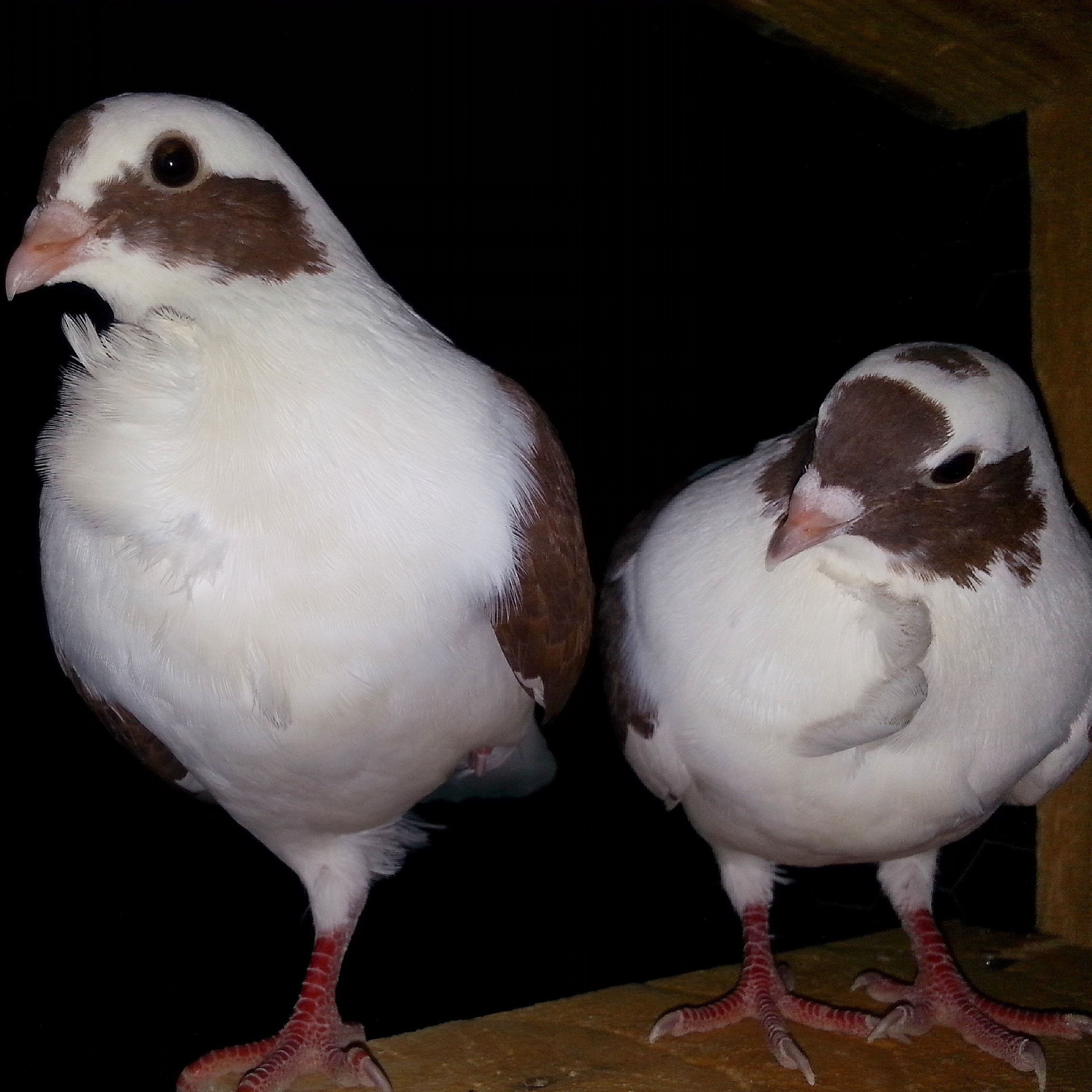 2 brown-and-white pigeons standing on cardboard box