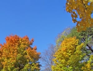 green and brown leaf trees thumbnail