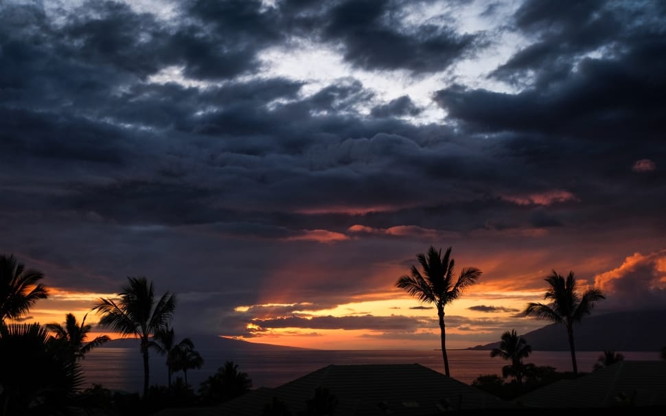 coconut trees during sunset preview