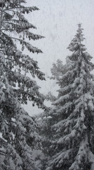 pine tree filled wit snow thumbnail