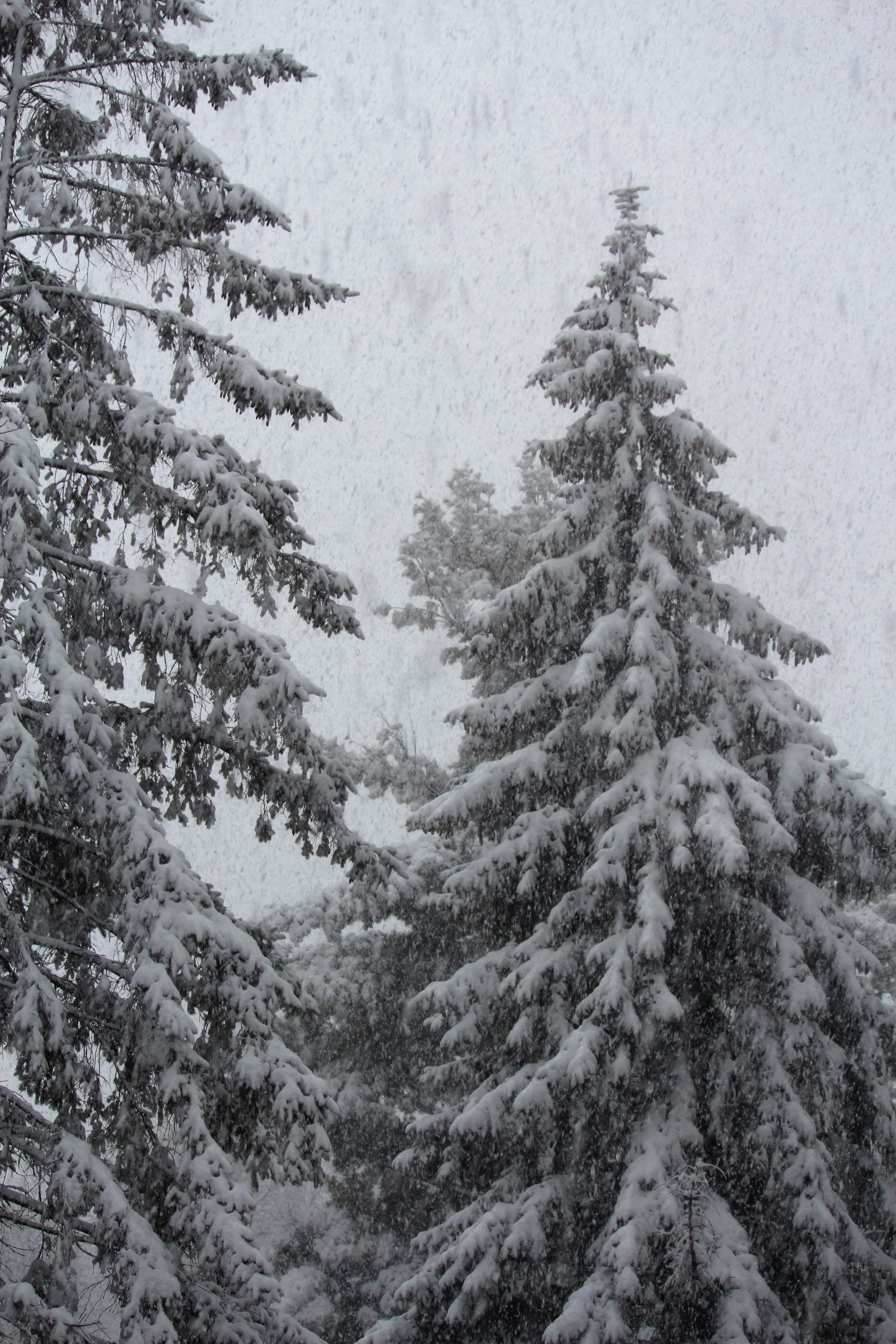 pine tree filled wit snow