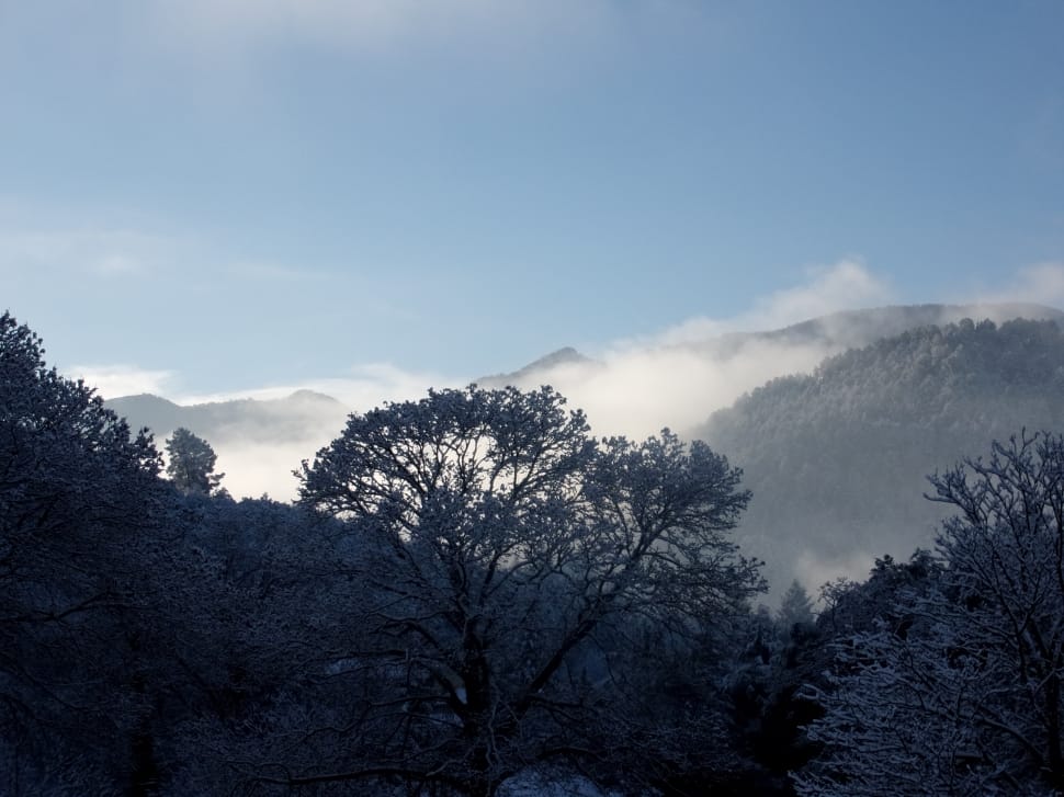 fog and tree covered mountains preview