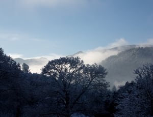 fog and tree covered mountains thumbnail