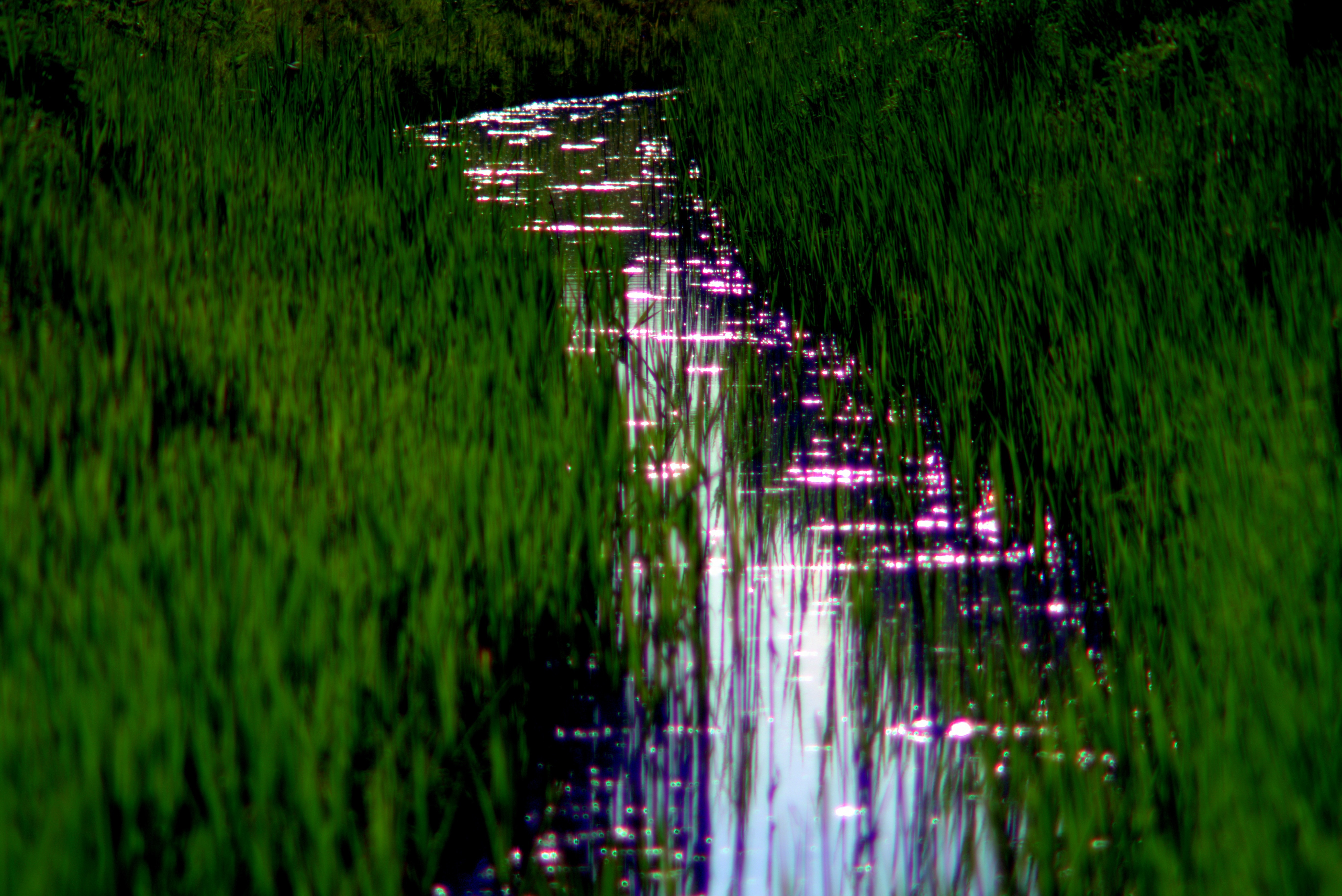 river between green grass photo