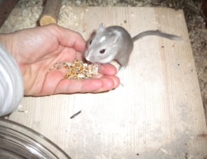 gray rat thumbnail