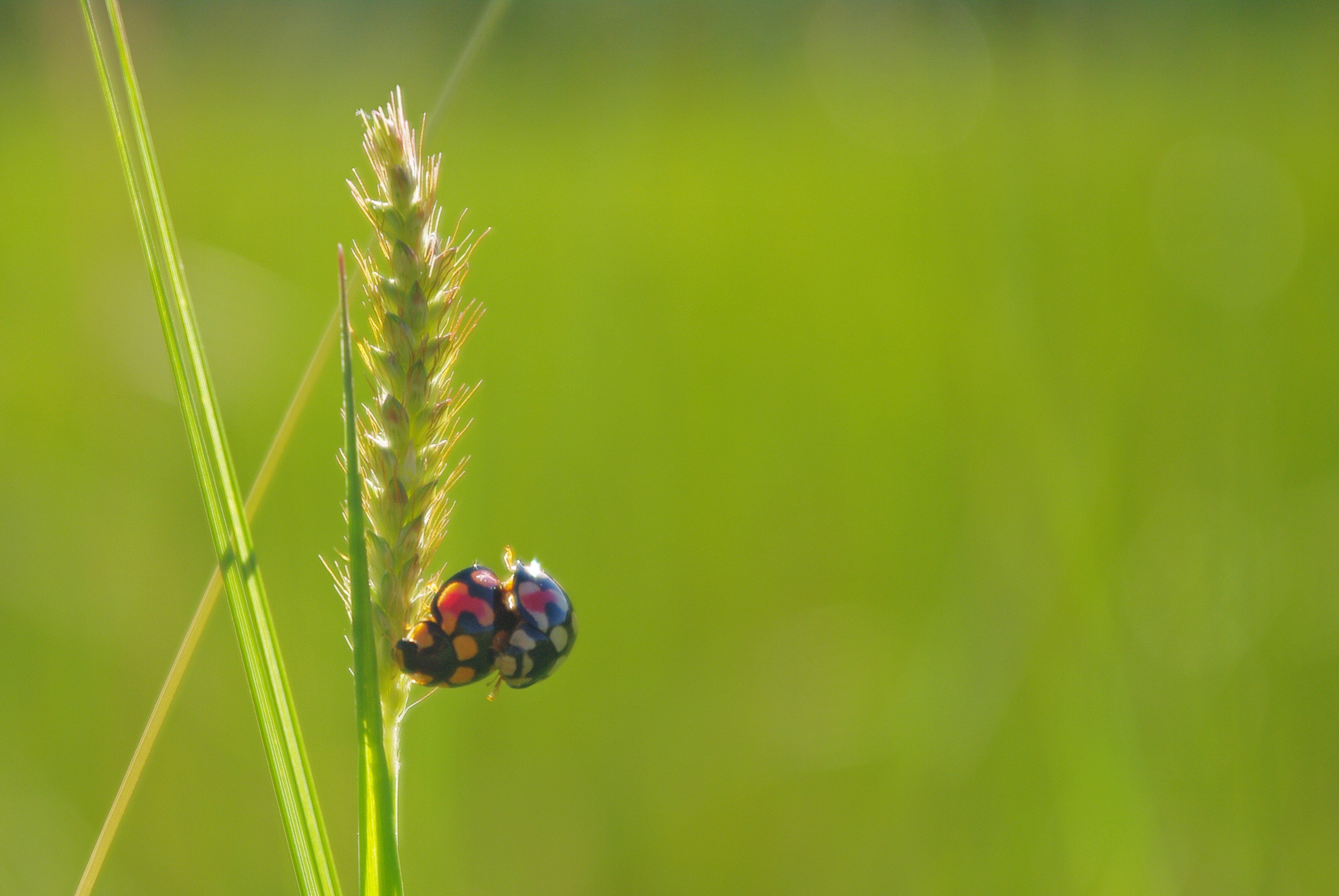 Rice, Ladybug, Mating, Close-Up, Green, nature, insect