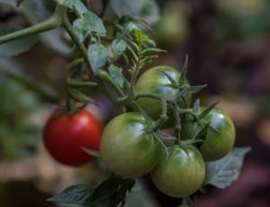 green and red tomatoes thumbnail