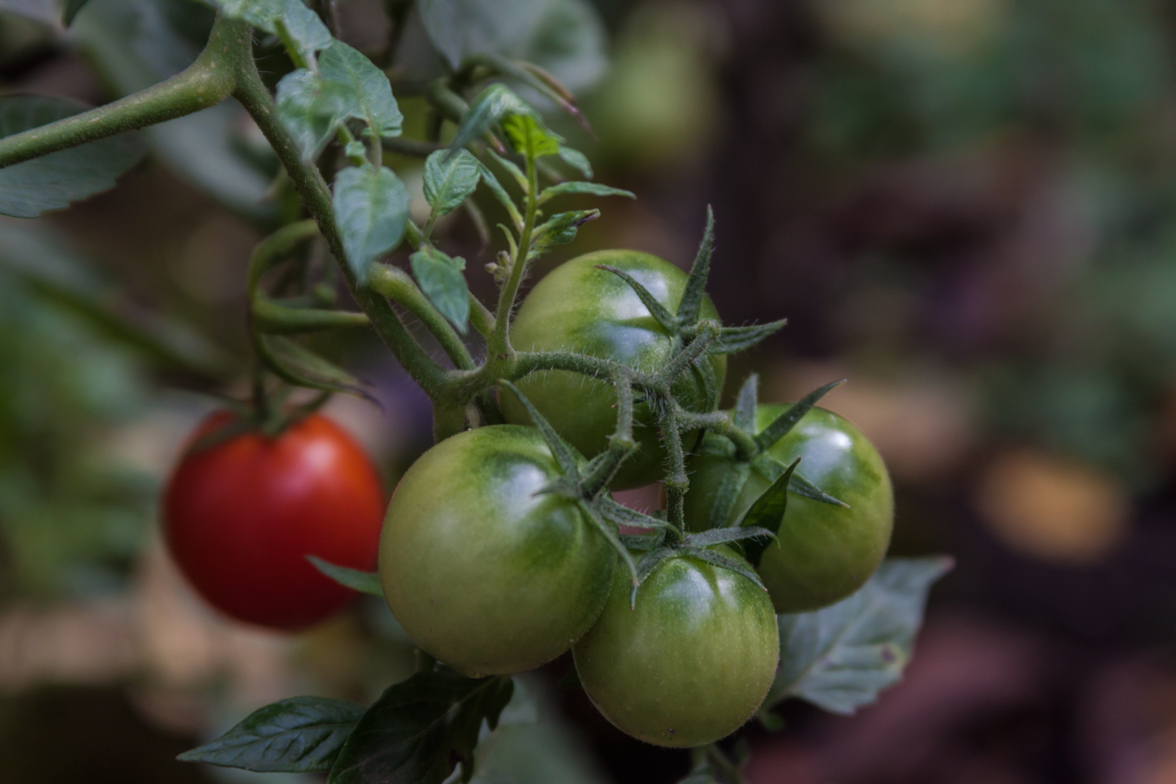green and red tomatoes
