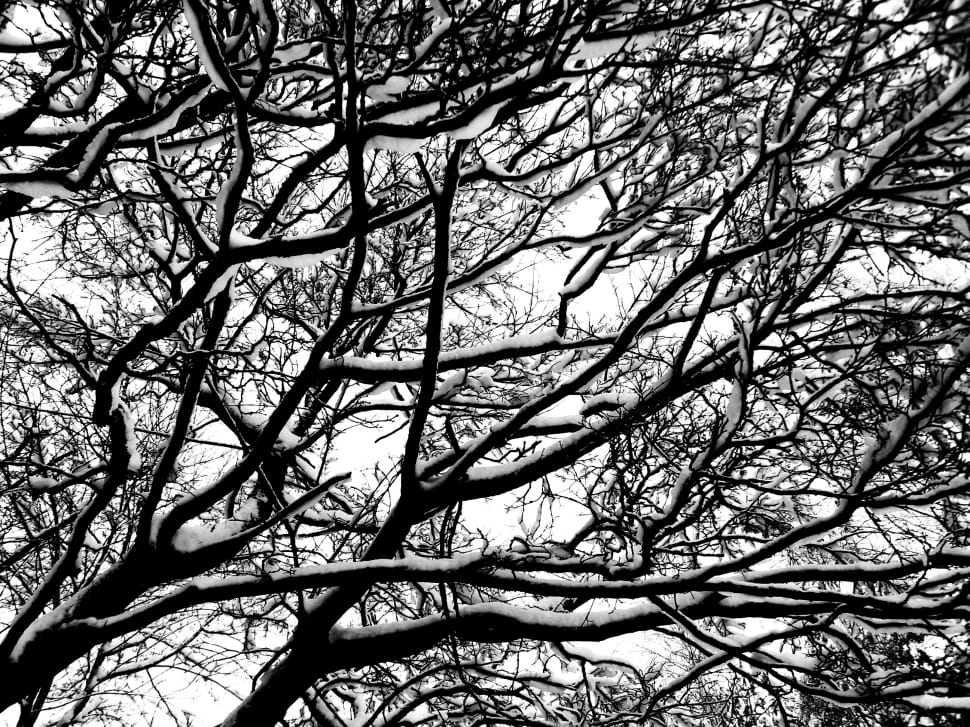 tree branch preview