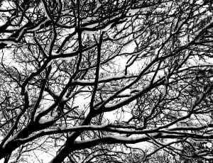 tree branch thumbnail