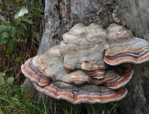 brown and gray mushrooms thumbnail