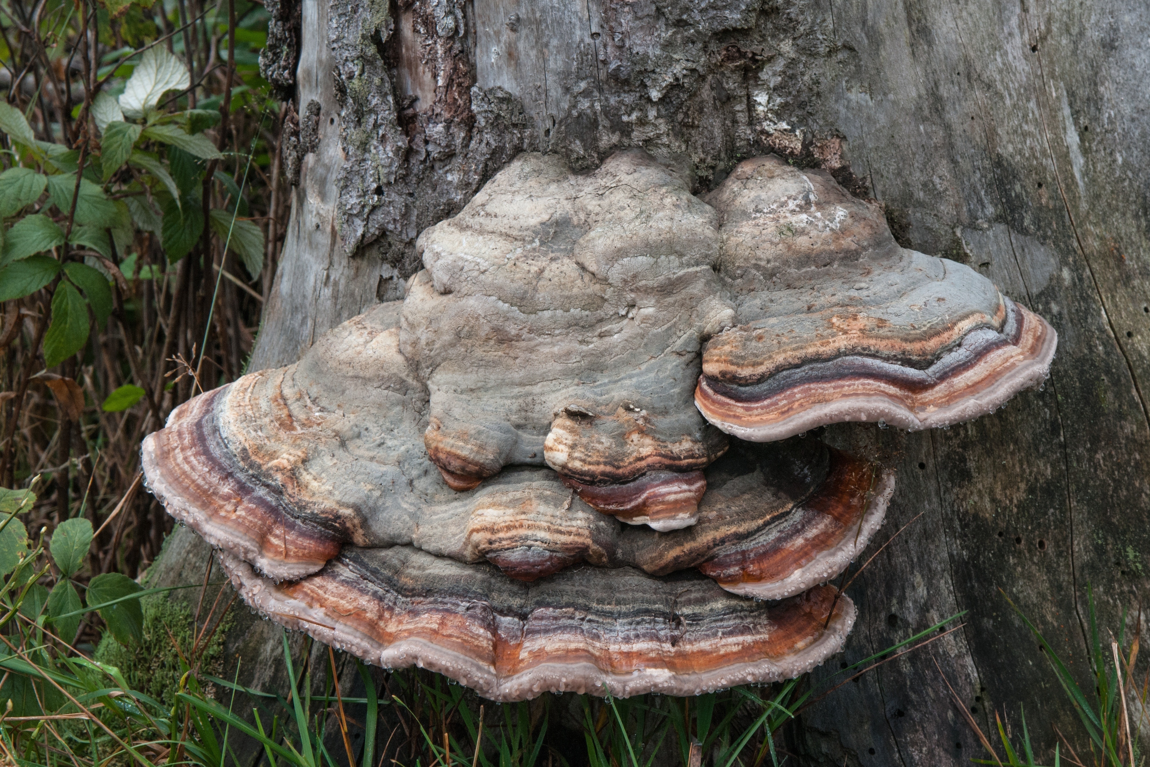 brown and gray mushrooms