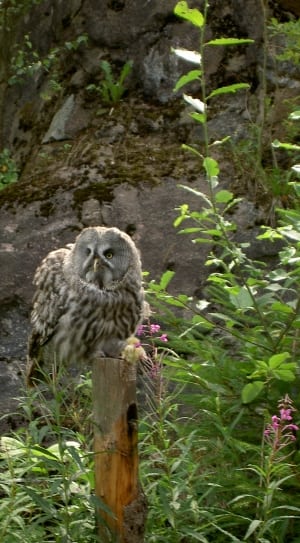 owl sitting on brown pole at day time thumbnail