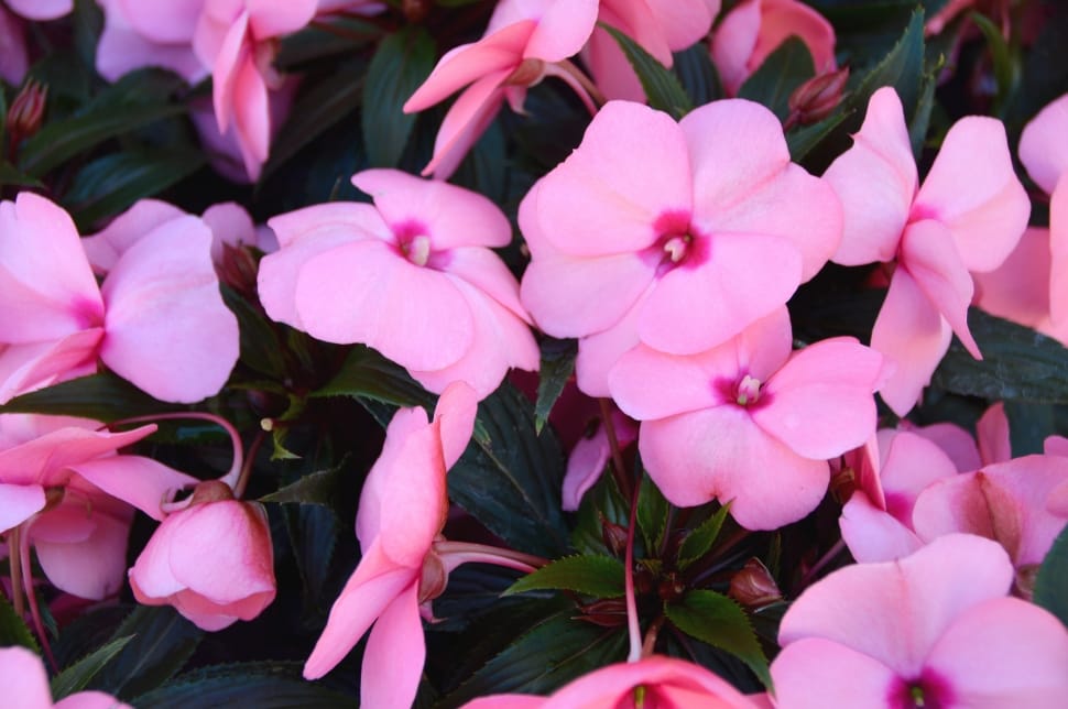 pink 5 petaled flowers preview