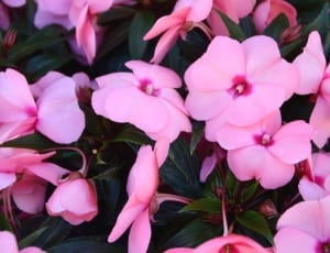 pink 5 petaled flowers thumbnail
