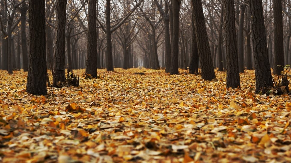 brown leaves on ground surrounded by trees at daytime preview
