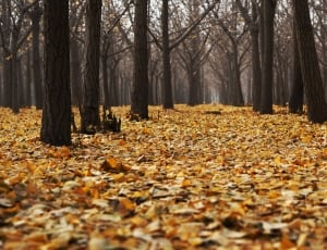 brown leaves on ground surrounded by trees at daytime thumbnail