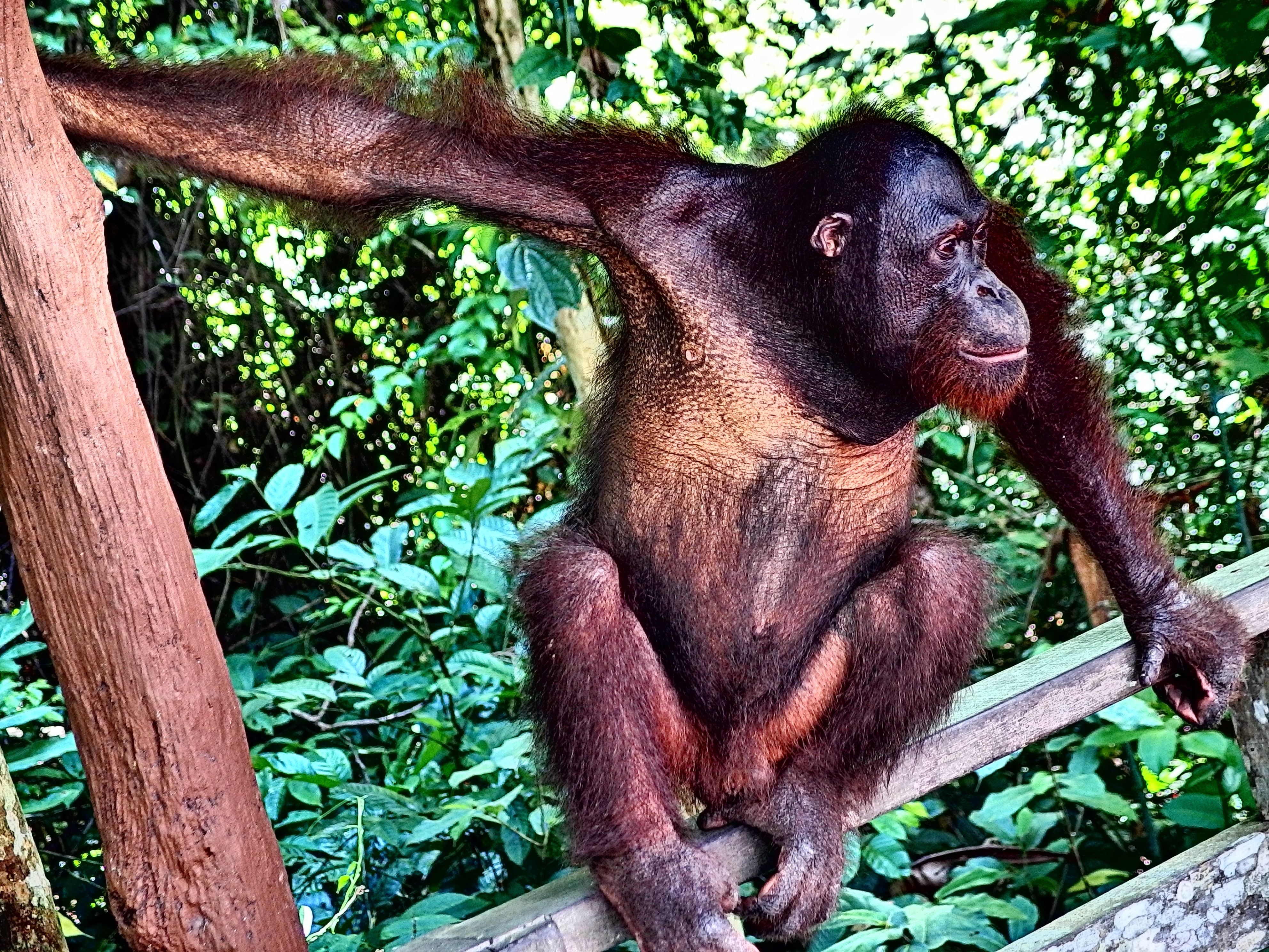Jungle monkeys. Орангутан и шимпанзе. Обезьяна орангутан. Обезьяны шимпанзе орангутаны. Орангутанг в джунглях.