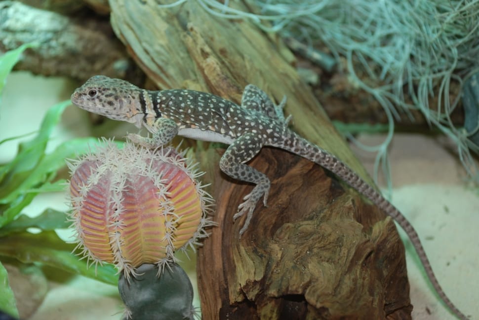 gray lizard on log preview