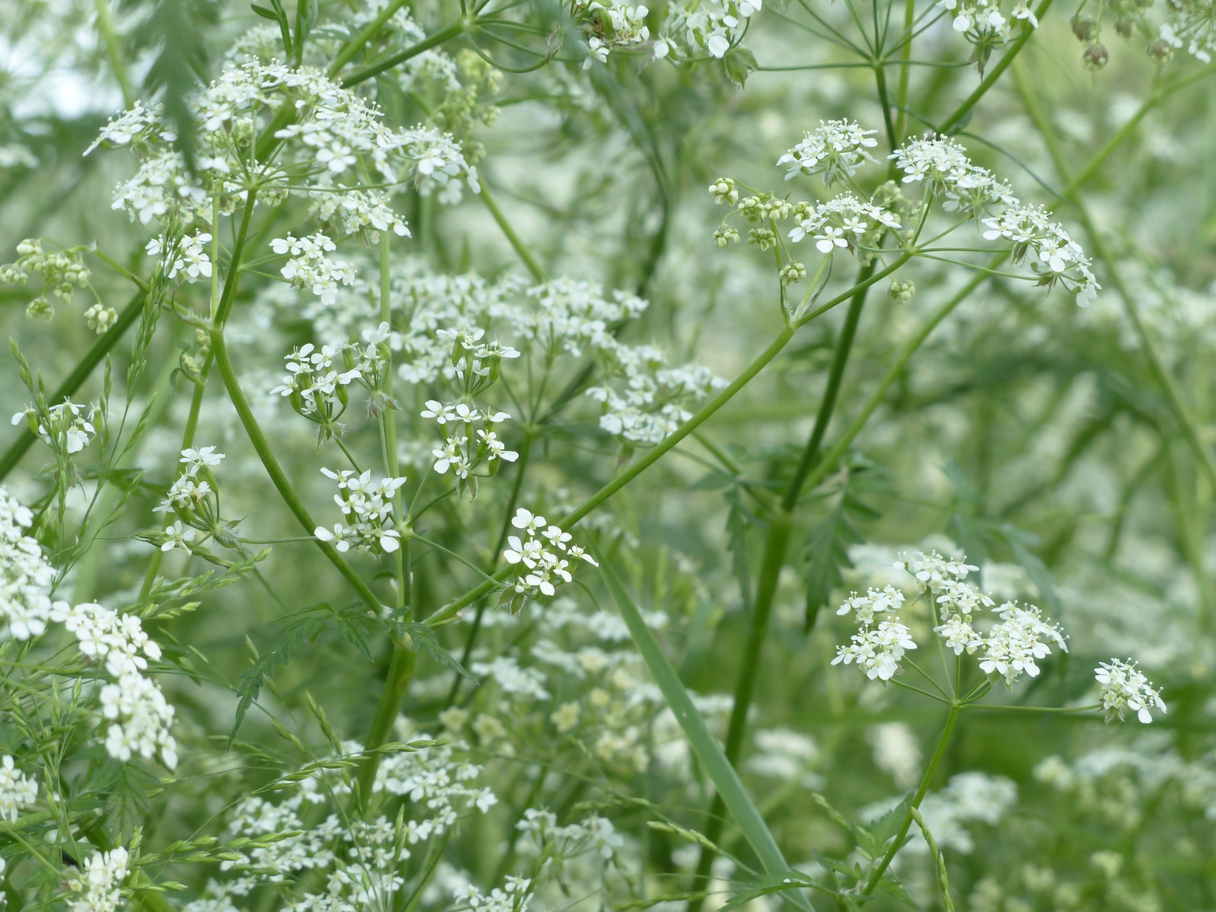 white petaled flower