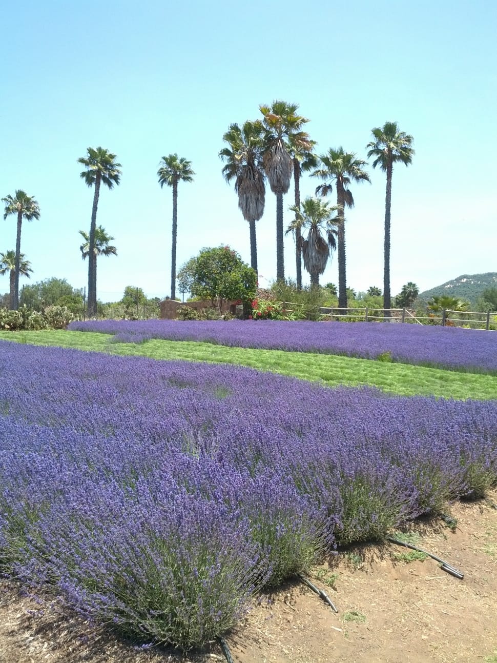 purple flowers field preview