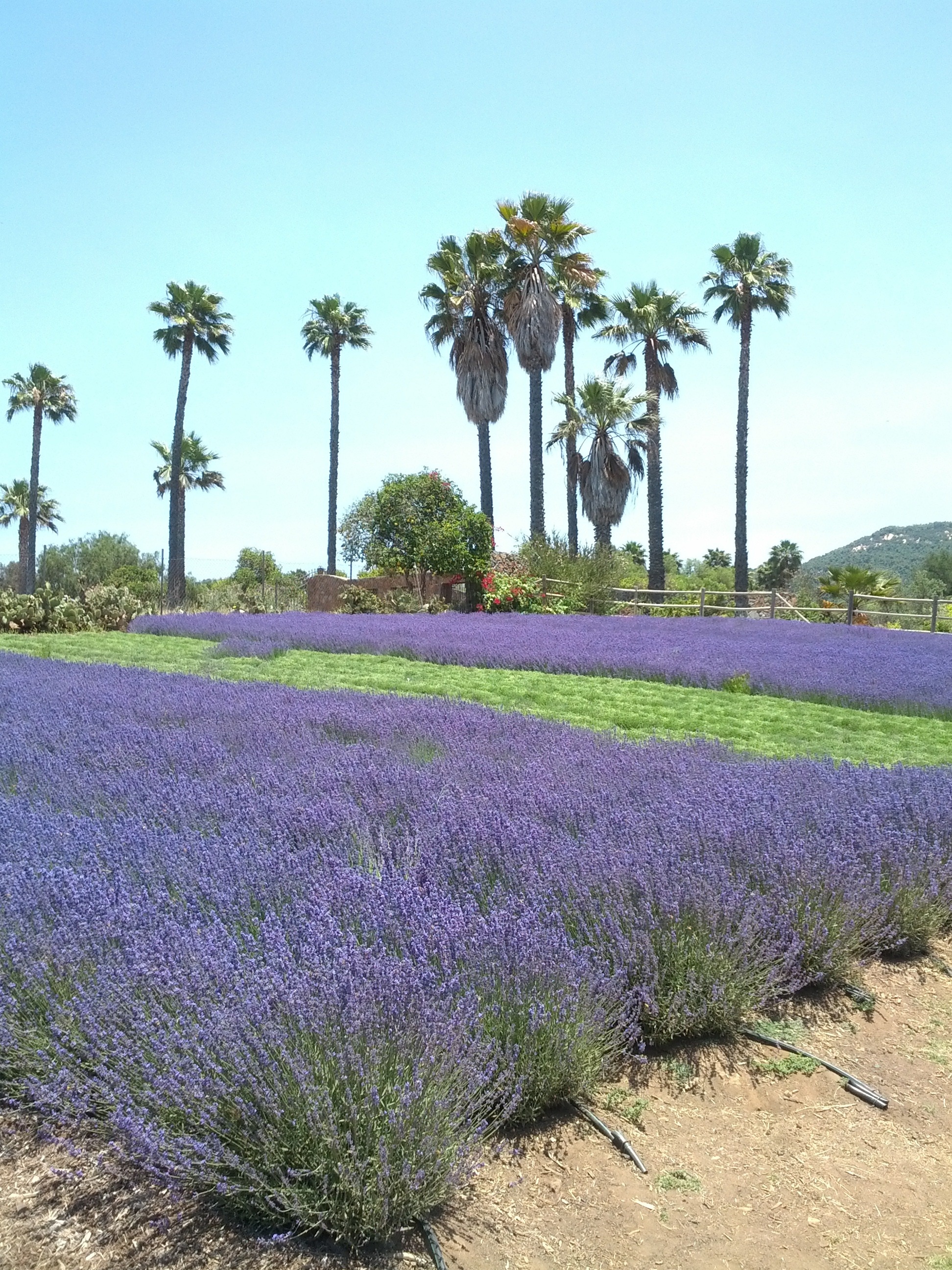 purple flowers field