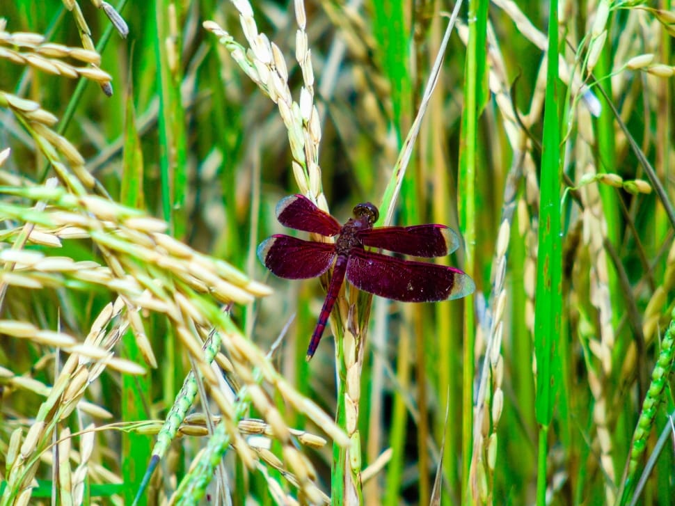 red dragonfly preview