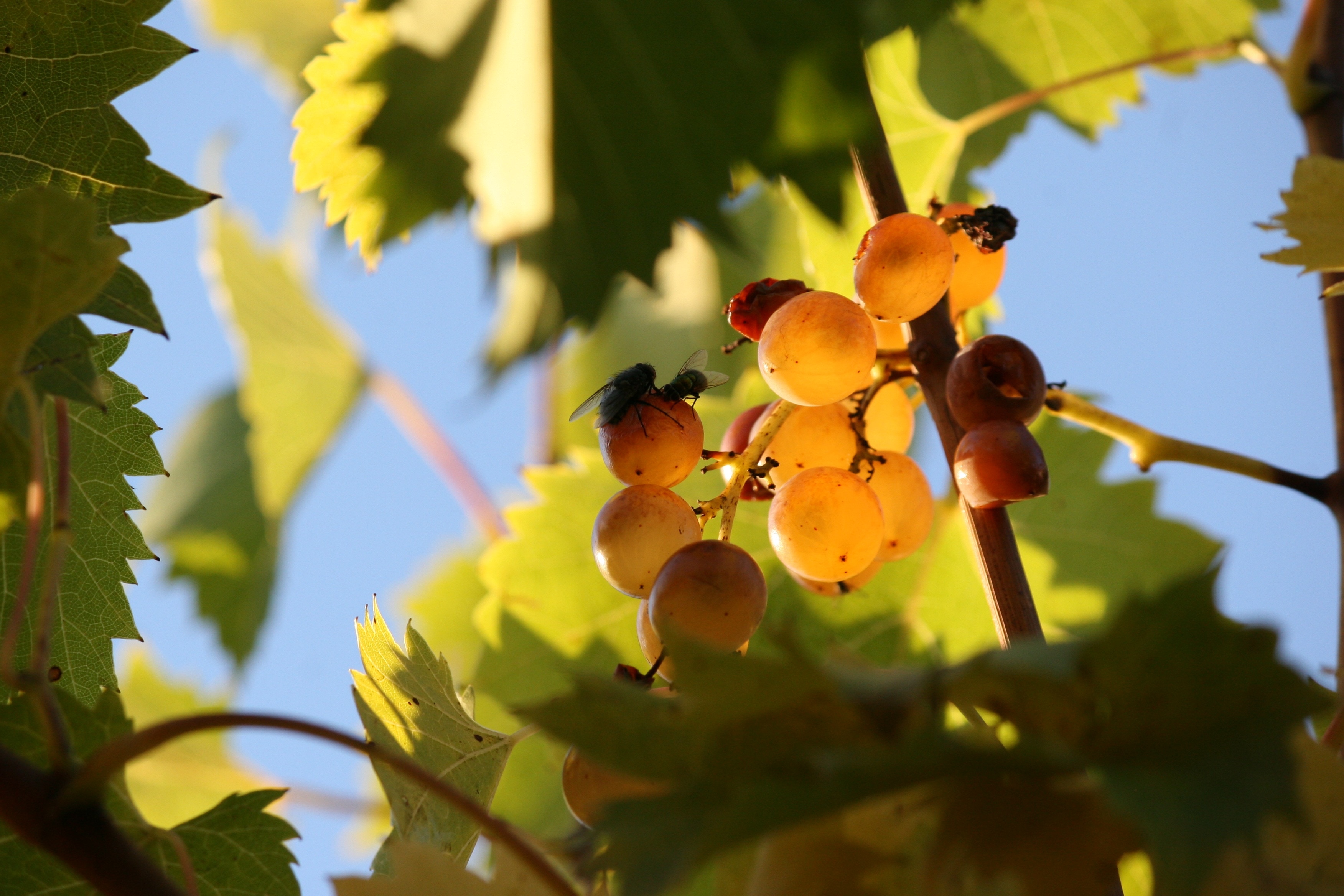 grapes fruit