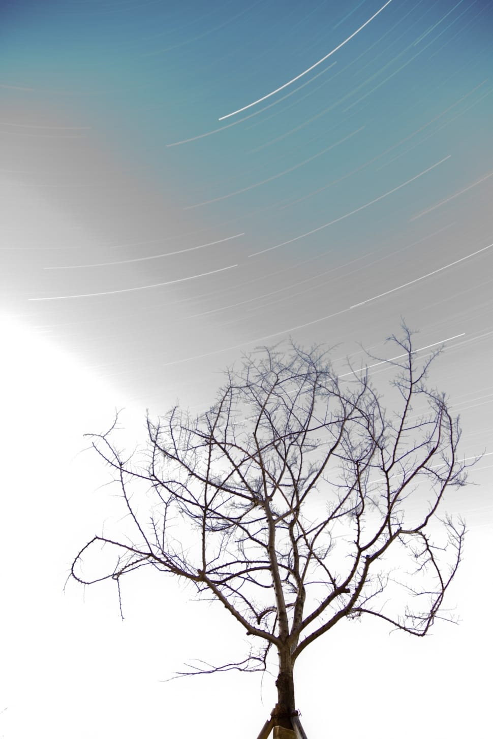gray leafless tree preview