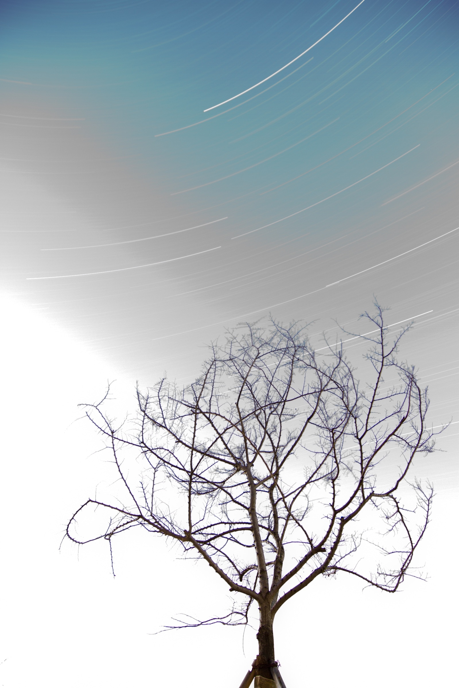 gray leafless tree