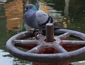 gray and black pigeon on gray black wheel thumbnail