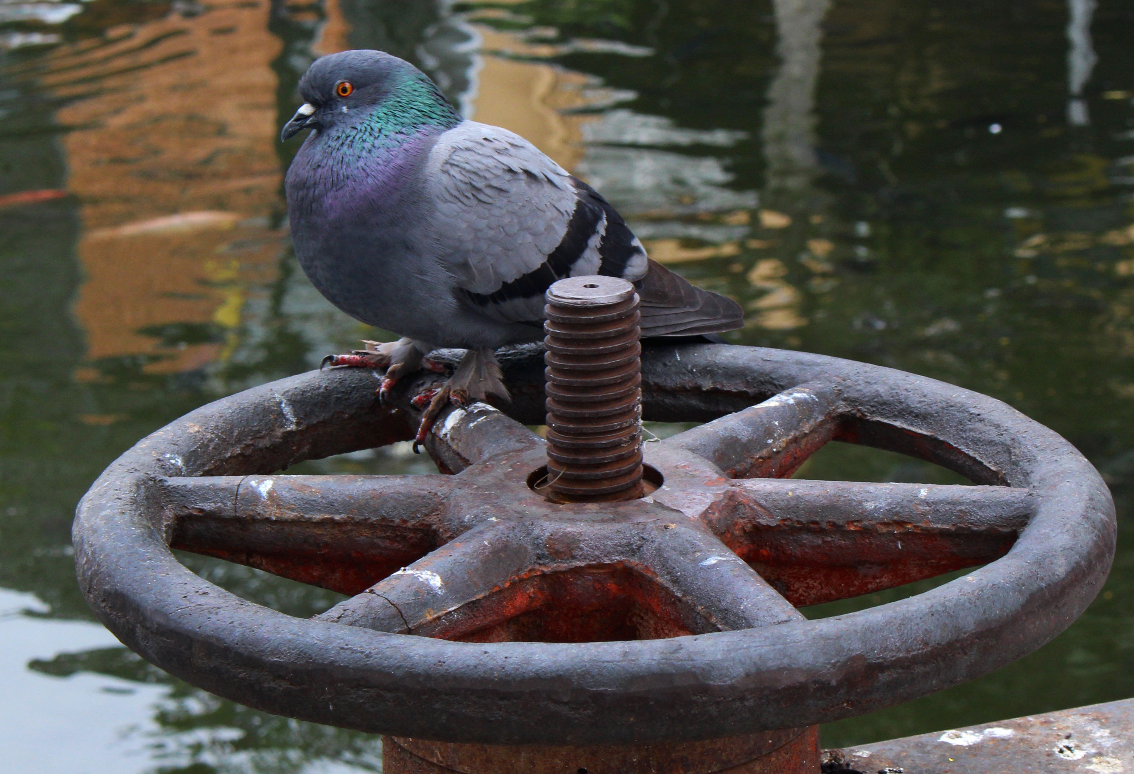 gray and black pigeon on gray black wheel
