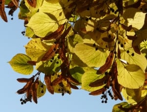 green and brown leaves thumbnail
