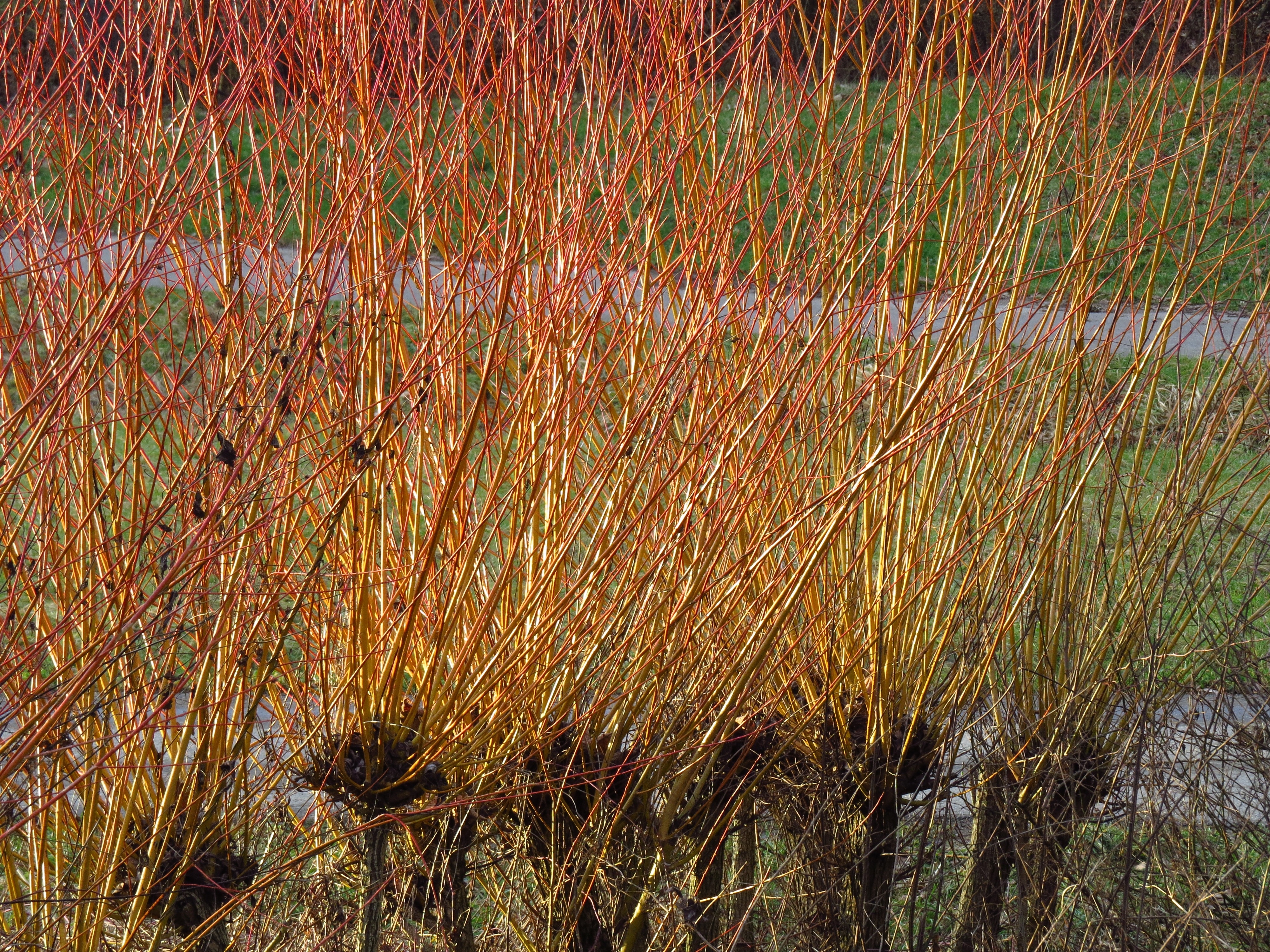 brown needle grass