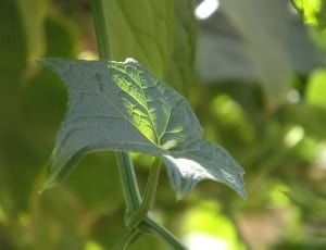 green leaf plant during daytim thumbnail