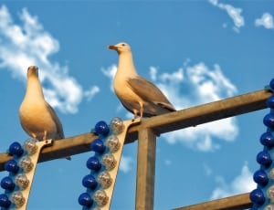 2 white and gray coated birds thumbnail