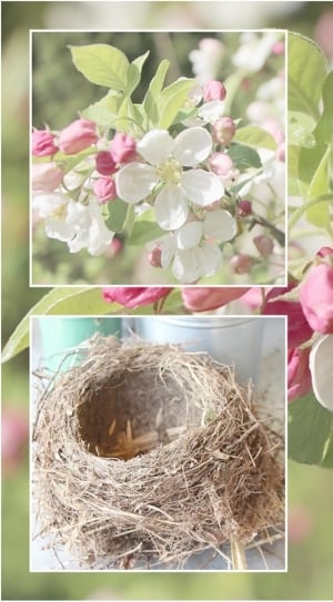 white petal flower and brown bird nest thumbnail