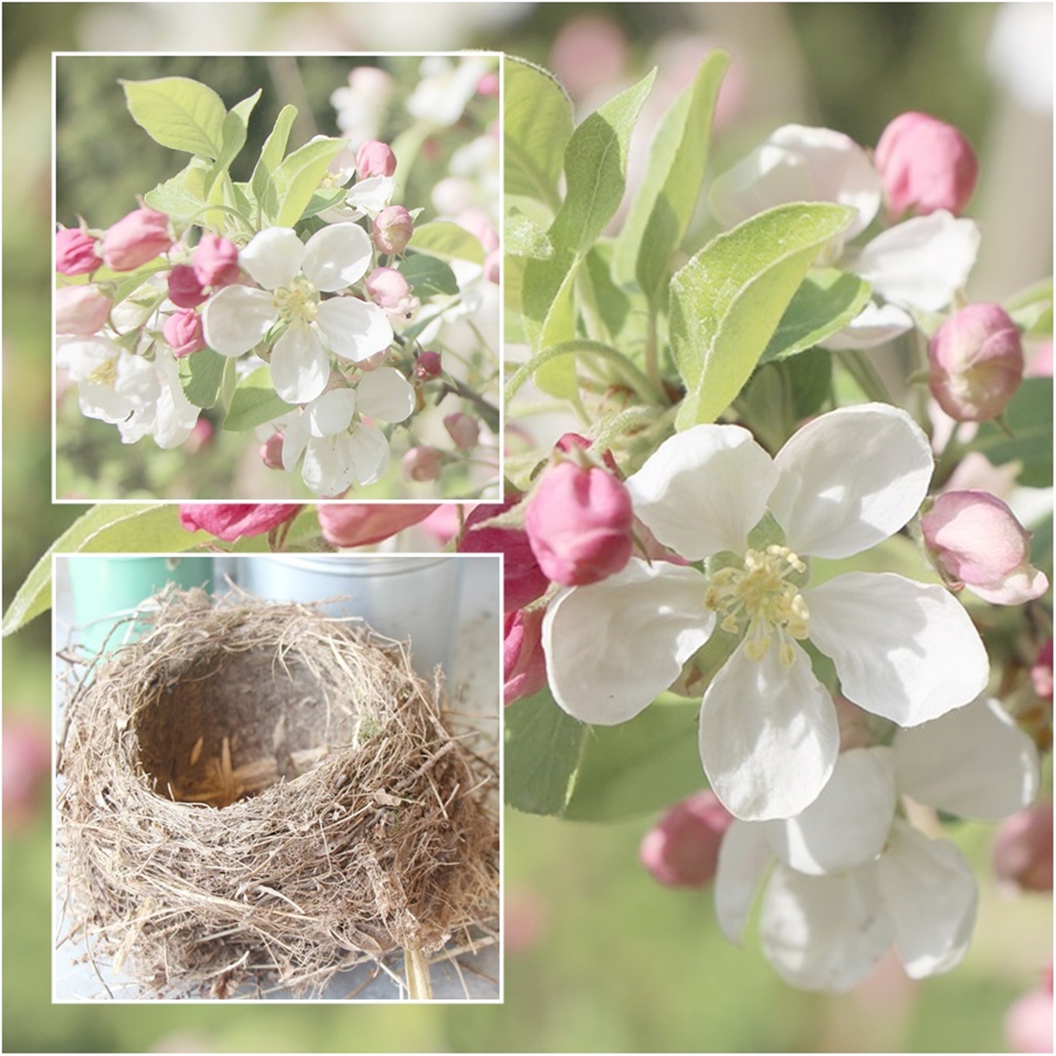 white petal flower and brown bird nest