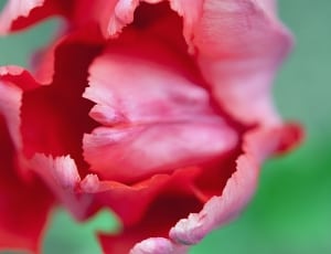 shallow focus photo of red petal flower thumbnail