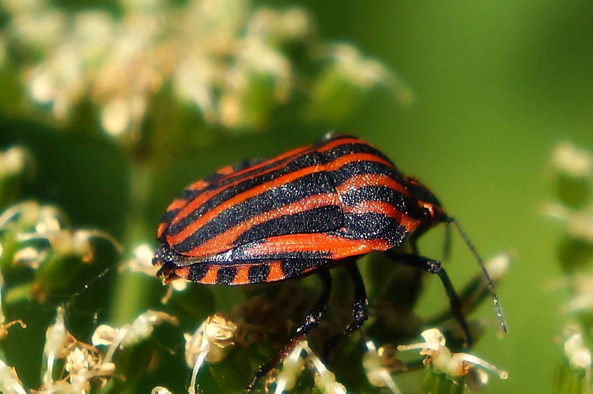 italian stripe bug