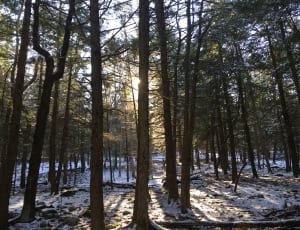 snow covered forest thumbnail